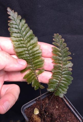 25-09-25 WYSIWYG Trichomanes atrovirens