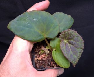 25-09-25 WYSIWYG Begonia rockii