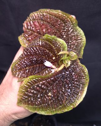 25-09-25 WYSIWYG Sonerila sp. ferox - large flowering specimen