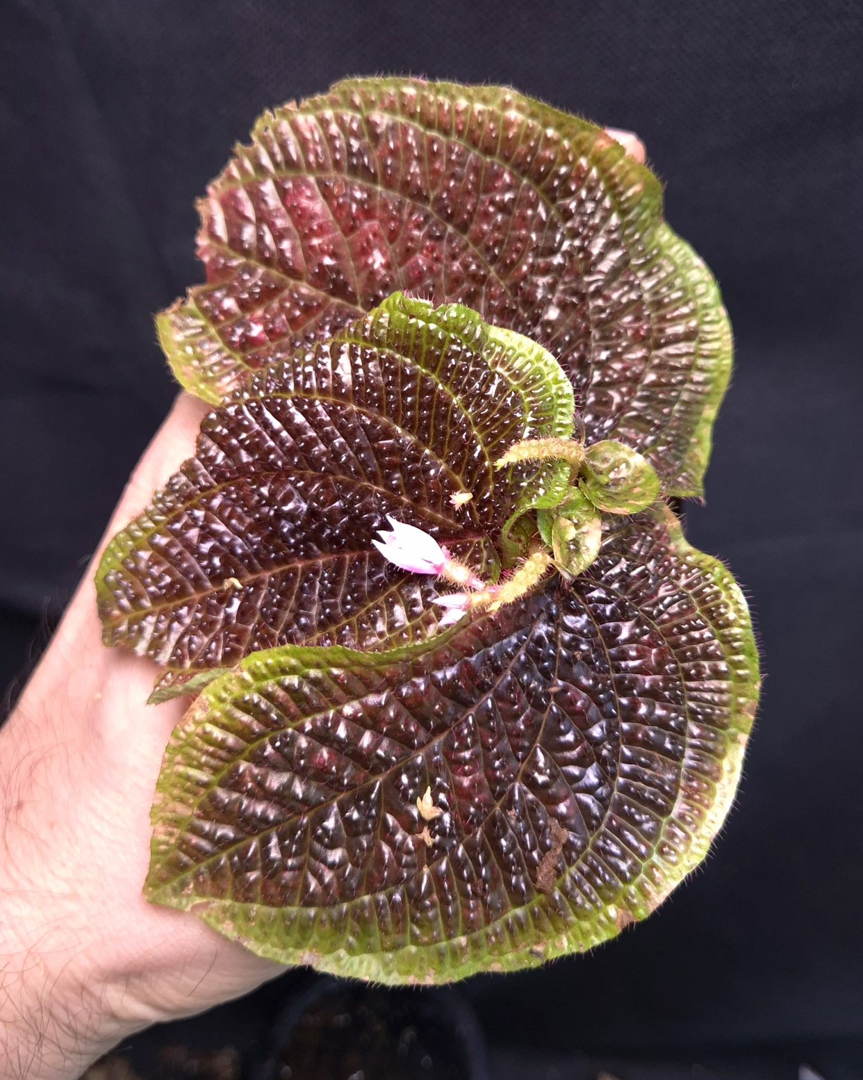 25-09-25 WYSIWYG Sonerila sp. ferox - large flowering specimen