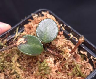 25-09-25 WYSIWYG Selliguea metacoele