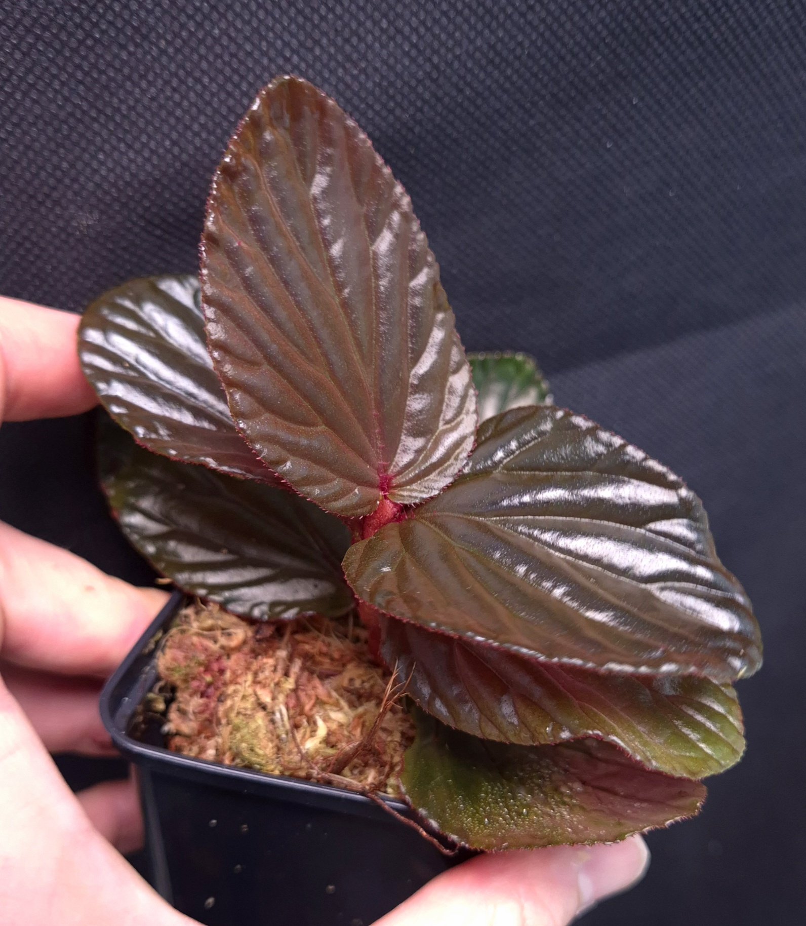 10-11-25 WYSIWYG Begonia inggitiae, metallic leaves - large specimen
