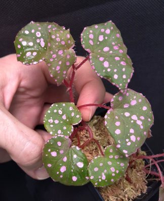 10-11-25 WYSIWYG Begonia sp. Muara Wahau - large specimen, new release
