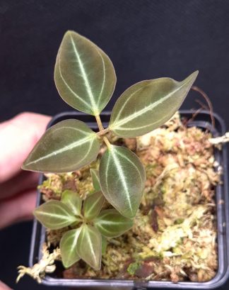 10-11-25 WYSIWYG Melastomaceae sp. Indonesia (Sonerila-like species)