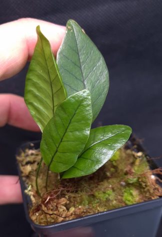 10-11-25 WYSIWYG Selliguea sp. Kalimantan - new release