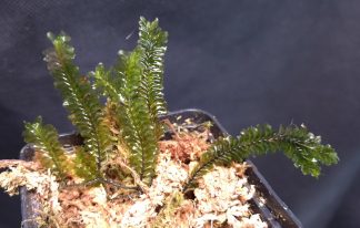 10-11-25 WYSIWYG Giant Ferny Moss from Indonesia - new release