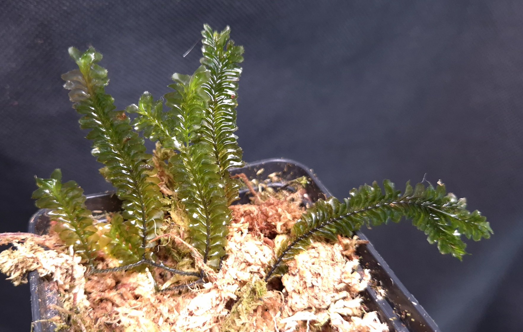 10-11-25 WYSIWYG Giant Ferny Moss from Indonesia - new release