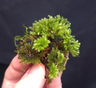 10-11-25 WYSIWYG Hypnodendron sp. Indonesia - selected large clump