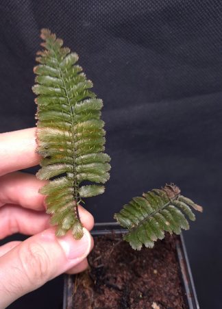 10-11-25 WYSIWYG Trichomanes atrovirens