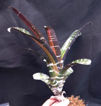 10-11-25 WYSIWYG Aechmea chantinii "Roberto Menescal" - rarity bromeliad, large specimen