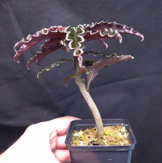 10-11-25 WYSIWYG Labisia sp. Vo Nhai - wavy-leaved bonsai-like species