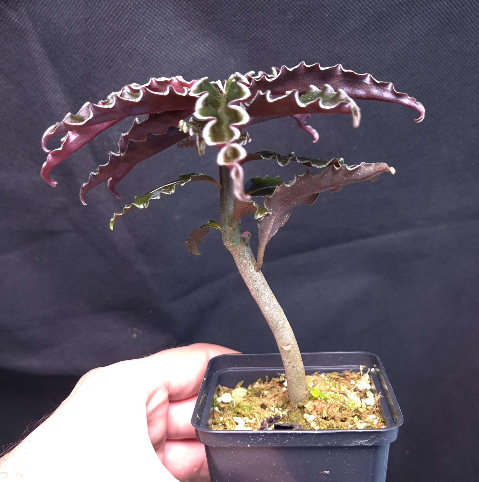 10-11-25 WYSIWYG Labisia sp. Vo Nhai - wavy-leaved bonsai-like species