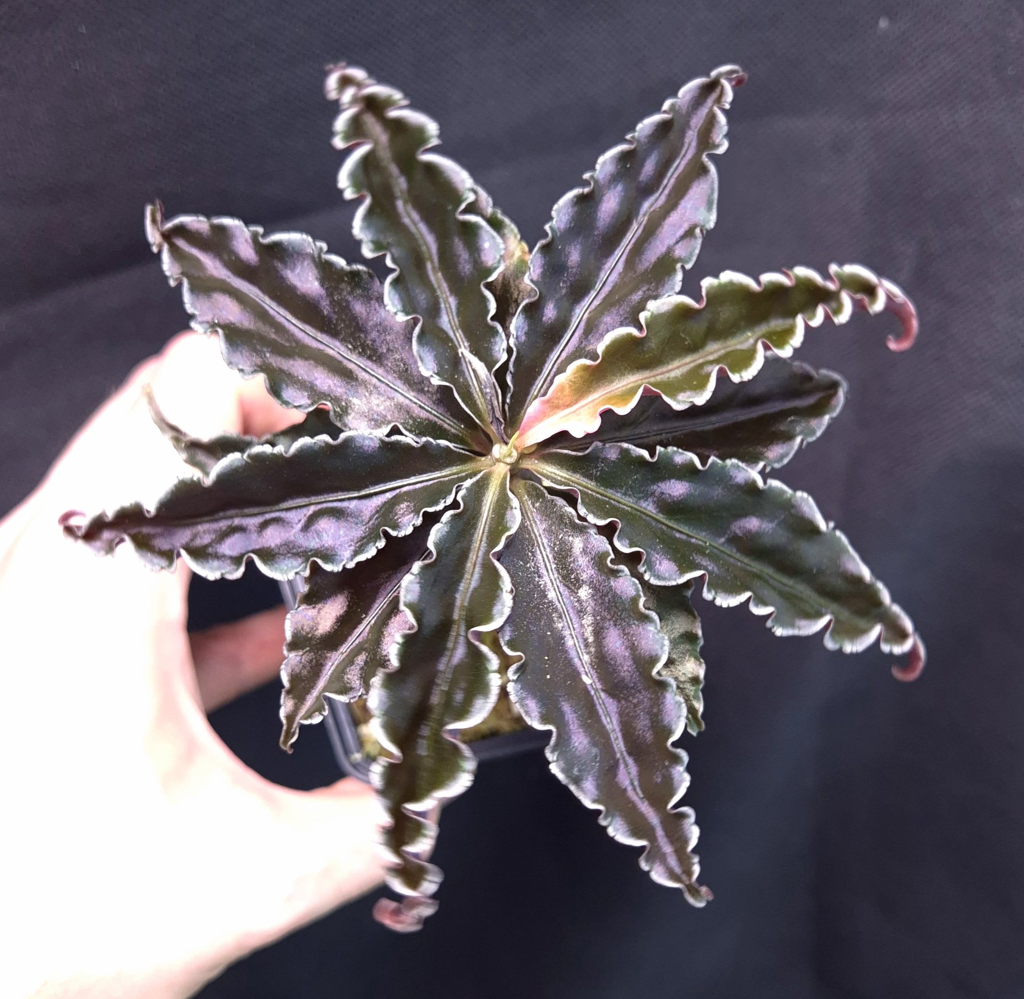 10-11-25 WYSIWYG Labisia sp. Vo Nhai - wavy-leaved bonsai-like species - Image 3