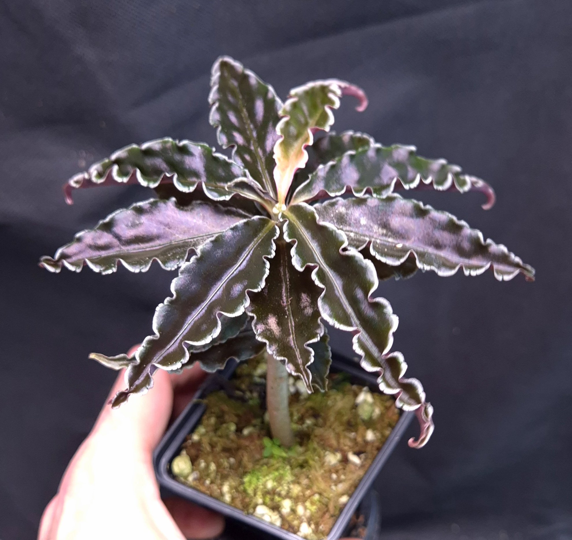 10-11-25 WYSIWYG Labisia sp. Vo Nhai - wavy-leaved bonsai-like species - Image 2