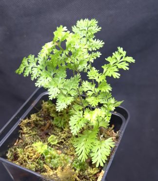 15-11-25 WYSIWYG unknown fern from Indonesia