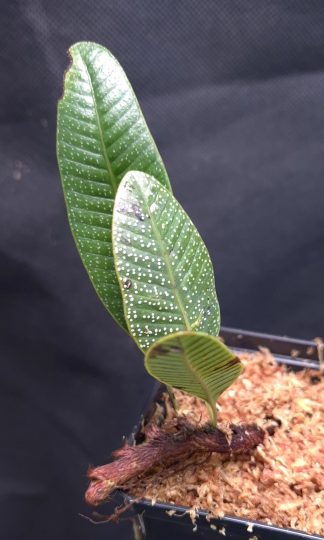 15-11-25 WYSIWYG Selliguea sp. Nebula - very rare dotted fern, new release