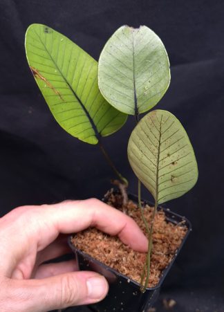 15-11-25 WYSIWYG Selliguea sp. Black Veined - new release