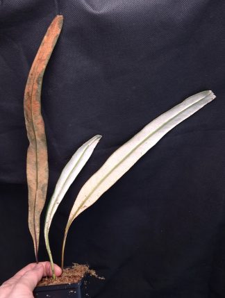 15-11-25 WYSIWYG Pyrrosia sp. Shammy Leaves - new fern with unique leaf underside