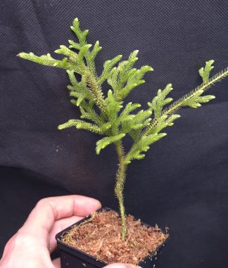 15-11-25 WYSIWYG Lycopodium sp. Kalimantan - new release, large specimen