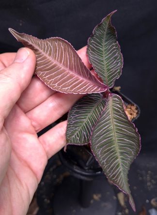 15-11-25 WYSIWYG Ardisia sp. Perlis Malaysia