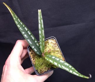 15-11-25 WYSIWYG Labisia sp. Papua Long Leaves - large specimen