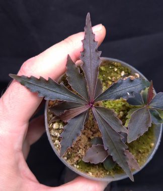 15-11-25 WYSIWYG Labisia sp. Ferny