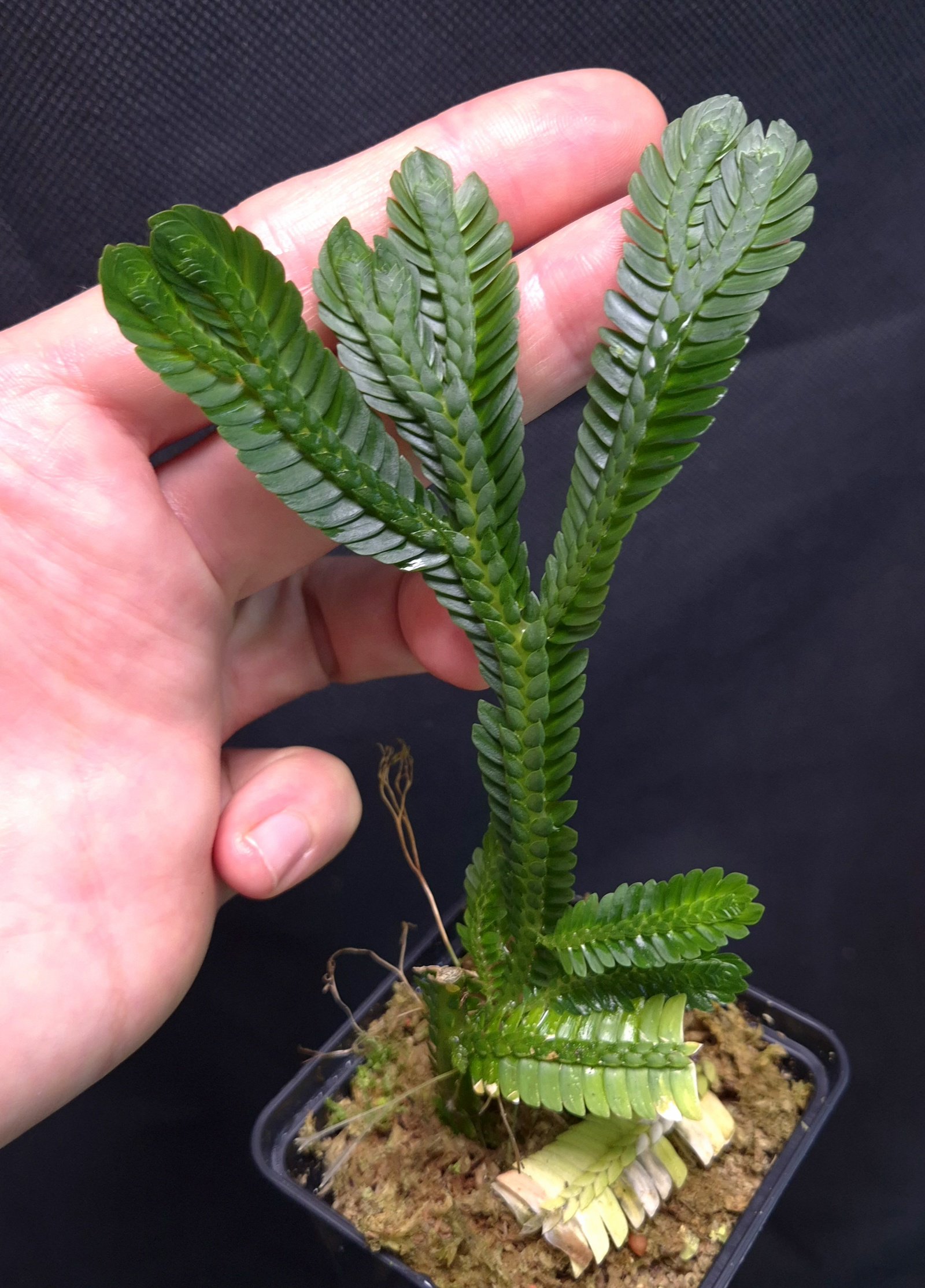 15-11-25 WYSIWYG Selaginella sp. Serimbu Giant (aff. magnifica)