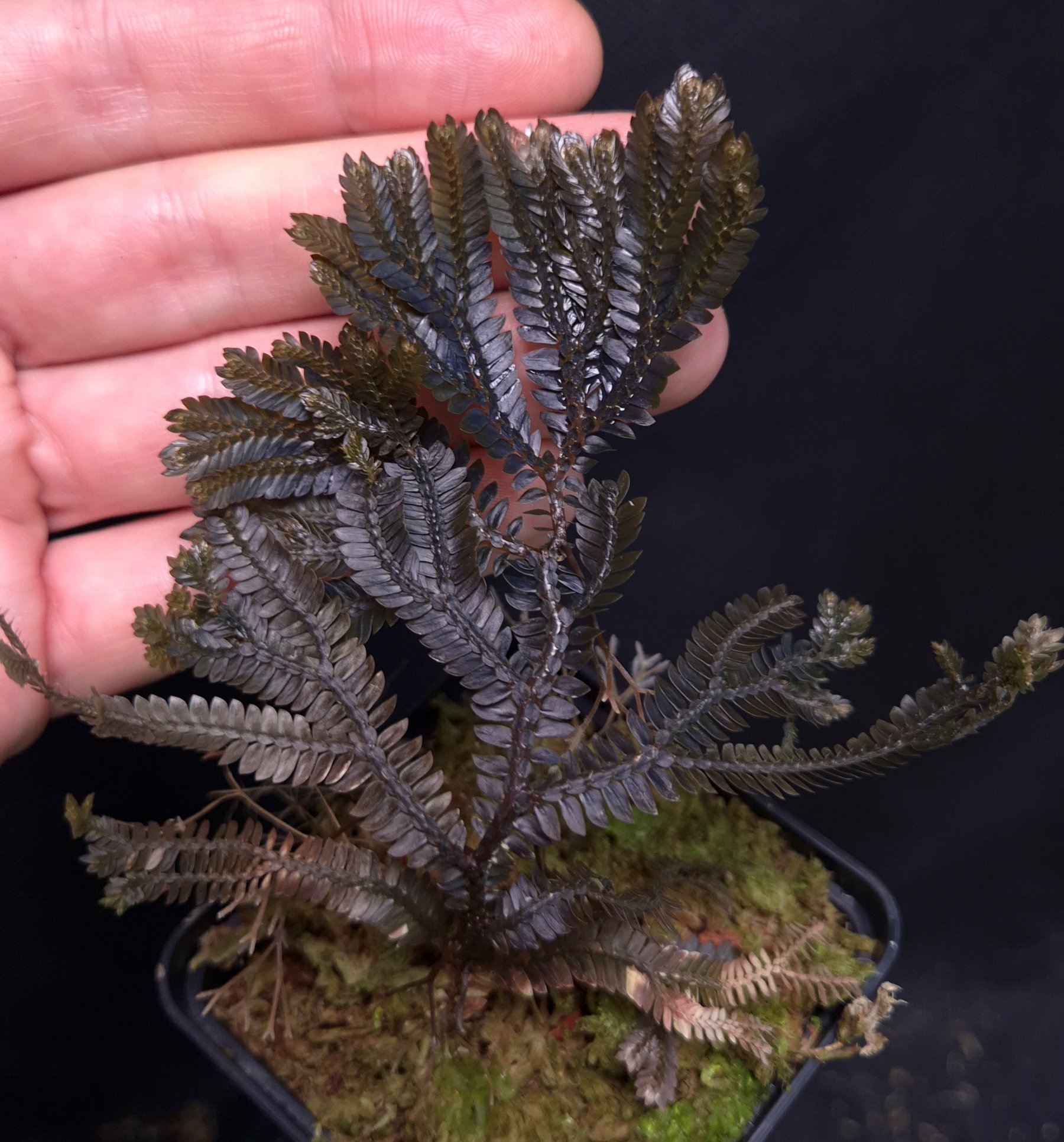 15-11-25 WYSIWYG Selaginella sp. Black Iridescent - deeply dark blue species