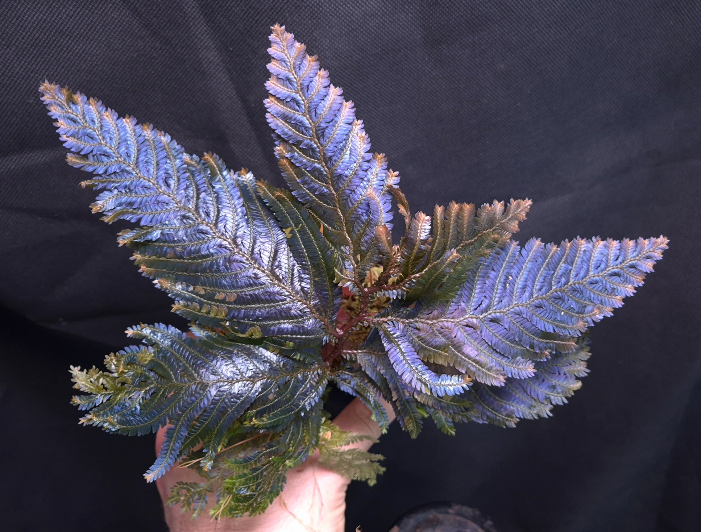 15-11-25 WYSIWYG Selaginella sp. Malaysia Ultra Blue- large specimen