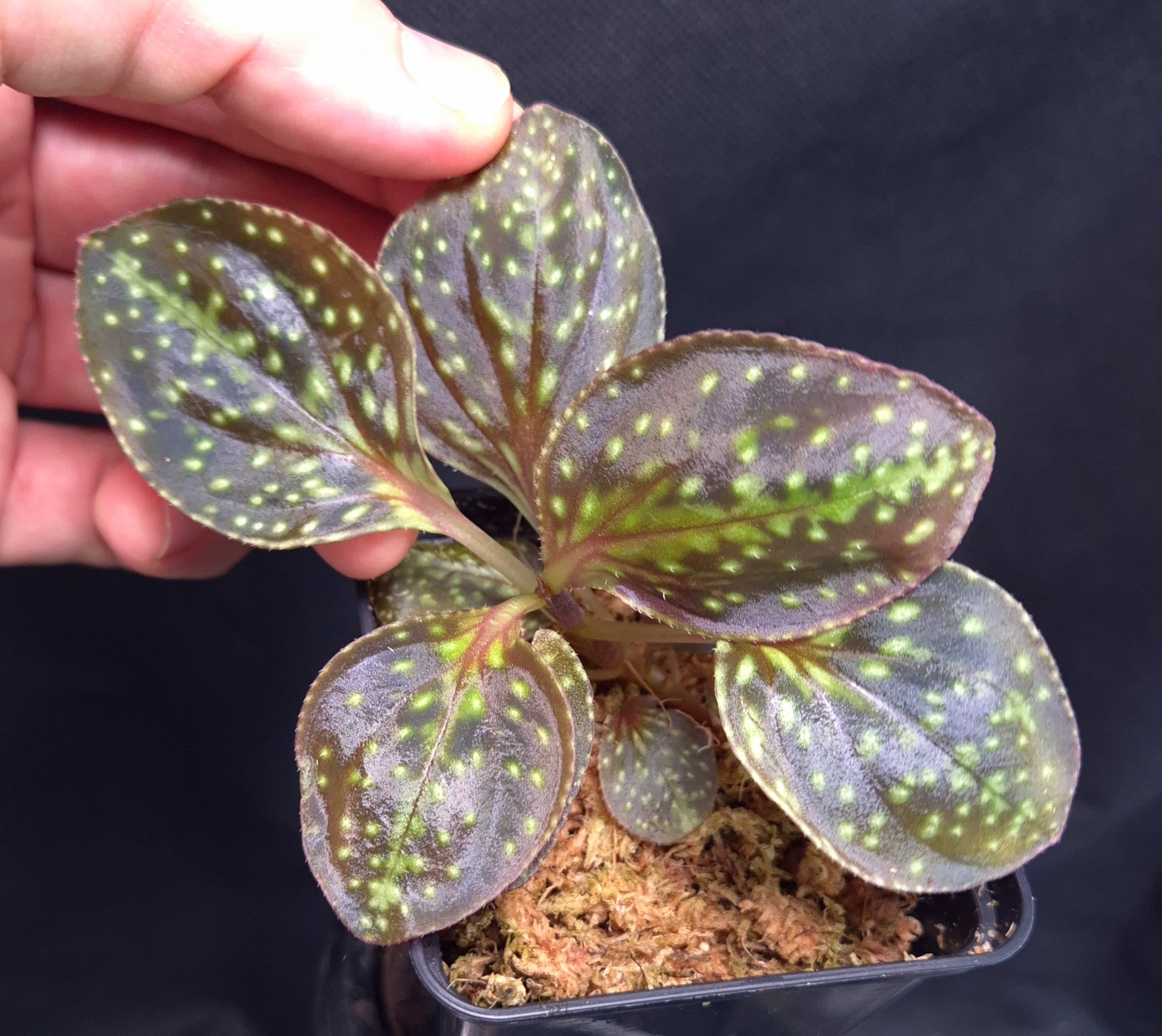 16-11-25 WYSIWYG Sonerila dongii - new release, large specimen