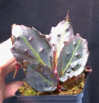 16-11-25 WYSIWYG Begonia sp. Borneo Blue Spiny - new stunning species with metallic leaves