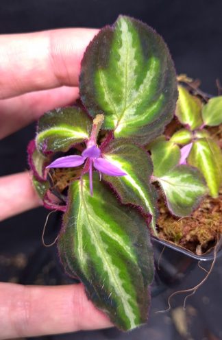 16-11-25 WYSIWYG Sonerila sp. Fluo - new release