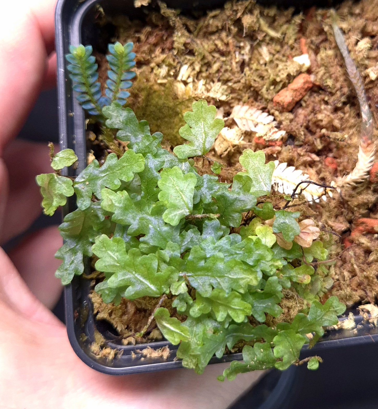 16-11-25 WYSIWYG Teratophyllum rotundifoliatum (vining fern) + tiny blue Selaginella