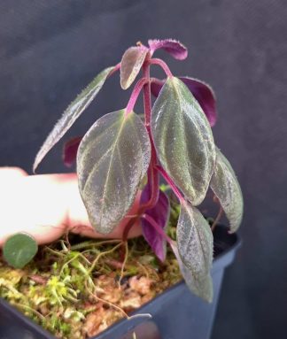 16-11-25 WYSIWYG Sonerila sp. Dark Metallic