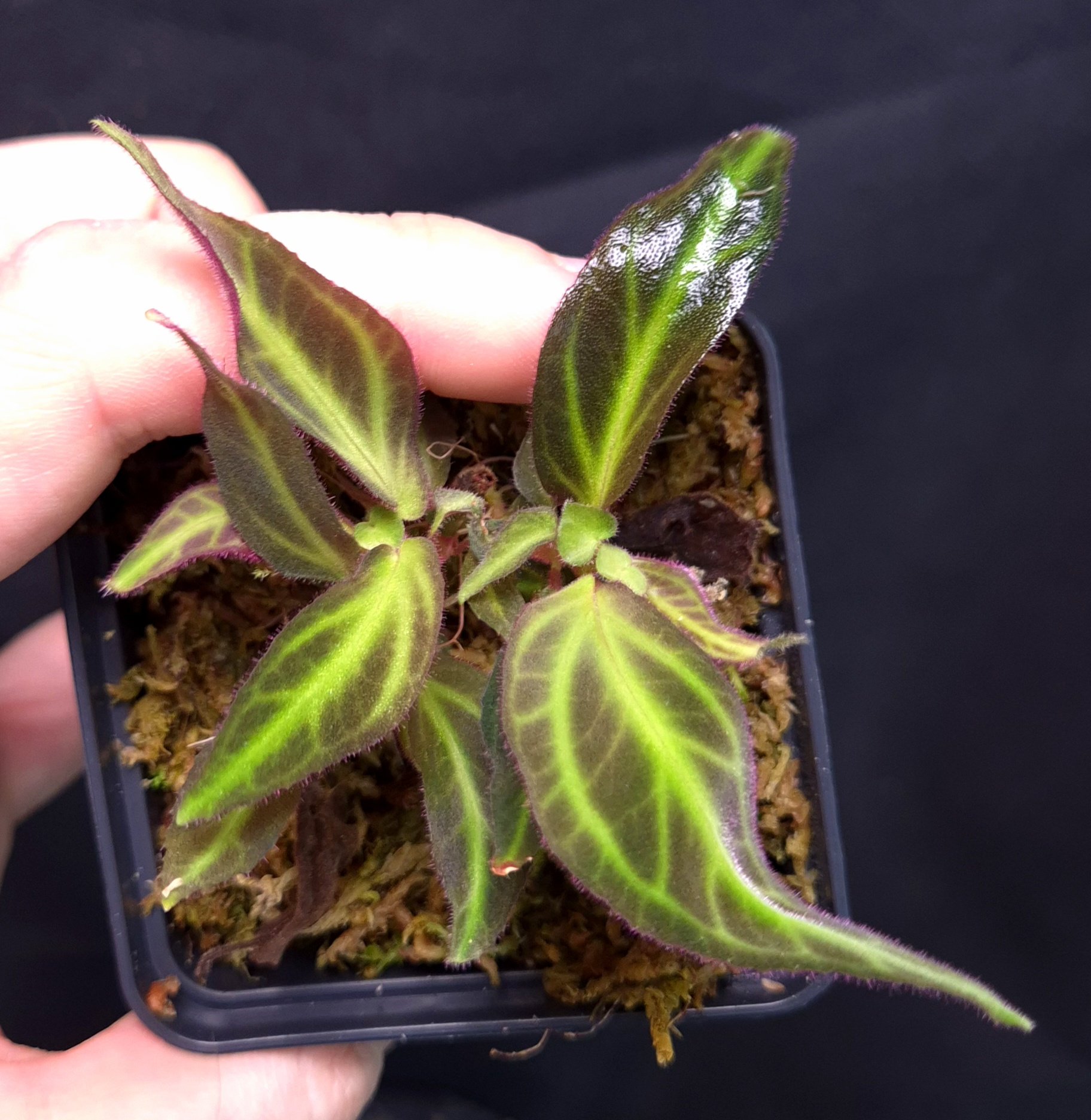 16-11-25 WYSIWYG Sonerila sp. Batang Sibau - large triple specimen