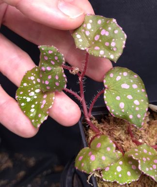 16-11-25 WYSIWYG Begonia sp. Muara Waha