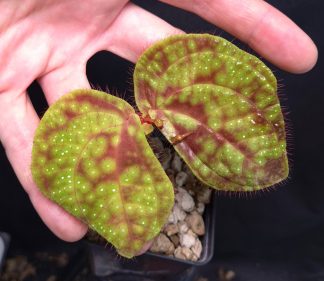 16-11-25 WYSIWYG Sonerila sp. Aurora Green