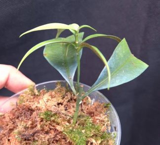 16-11-25 WYSIWYG Labisia sp. Turquoise - unique blue-turquoise plant (not iridescent)