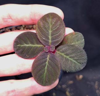 16-11-25 WYSIWYG Codonoboea cf. pumila