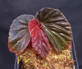 19-11-25 WYSIWYG Begonia sp. Black Blood - top rarity, new release