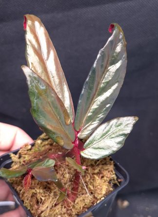 19-11-25 WYSIWYG Begonia sp. Borneo Ferny - very rare species with metallic, iridescent leaves