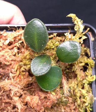 19-11-25 WYSIWYG Selliguea metacoele - miniature fern