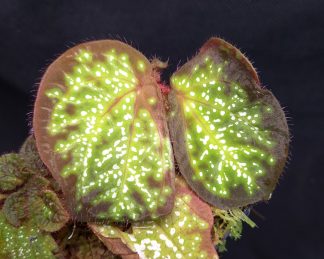 19-11-25 WYSIWYG Sonerila sp. Glowing Dots