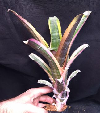 19-11-25 WYSIWYG Aechmea chantinii "Miami Heat" - top rarity & stunning cultivar