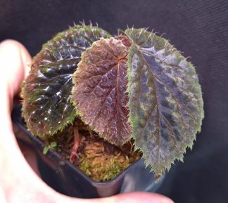 19-11-25 WYSIWYG Begonia ruthiae - slightly iridescent species