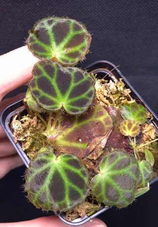 19-11-25 WYSIWYG Begonia droopiae - new release, very rare species
