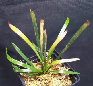 19-11-25 WYSIWYG Haplopteris ensiformis - epiphytic fern, new release