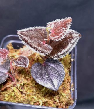 19-11-25 WYSIWYG Piper sp. Timika - extremely hairy species from Papua