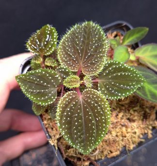 23-11-25 WYSIWYG Sarcopyramis sp. Hairy White Dots, Green Margins - new release, double specimen
