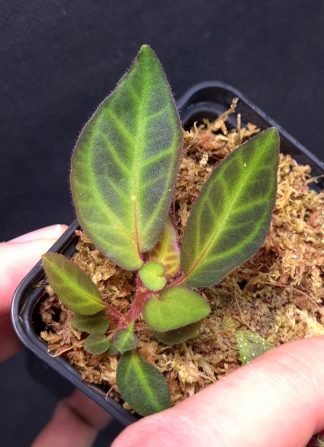 23-11-25 WYSIWYG Sonerila sp. Batang Sibau